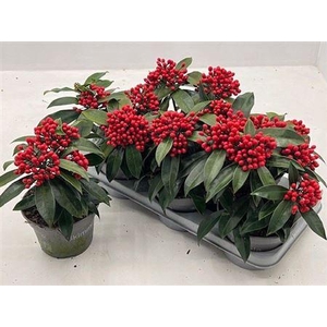 Skim J Reevesiana 3+