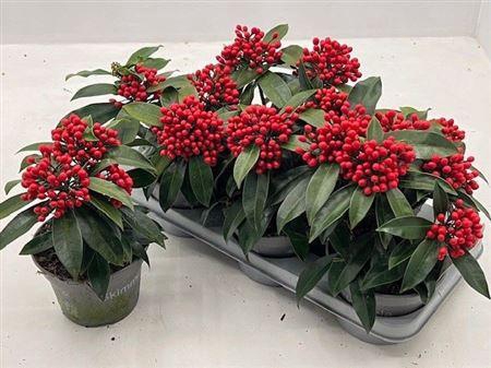 <h4>Skim J Reevesiana 3+</h4>