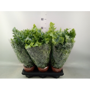 Phlebodium aureum 'Davana'
