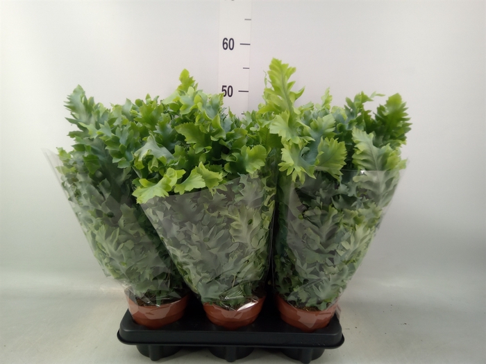 <h4>Phlebodium aureum 'Davana'</h4>