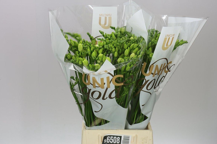 <h4>Fr Du Essence</h4>