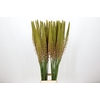 Eremurus Cleopatra