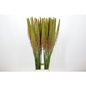 Eremurus Cleopatra