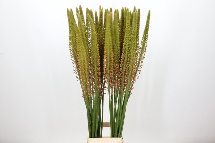 <h4>Eremurus Cleopatra</h4>