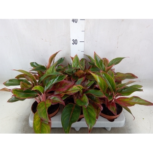 Aglaonema  'Crete'