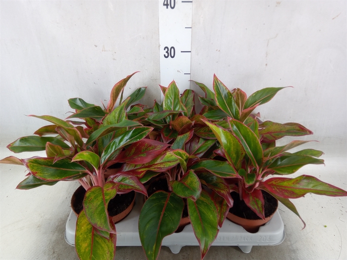 <h4>Aglaonema  'Crete'</h4>