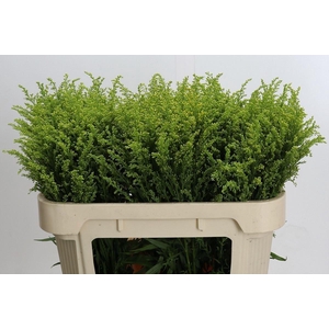 SOLIDAGO TARA GOLD SOLIDAGO TARA GO