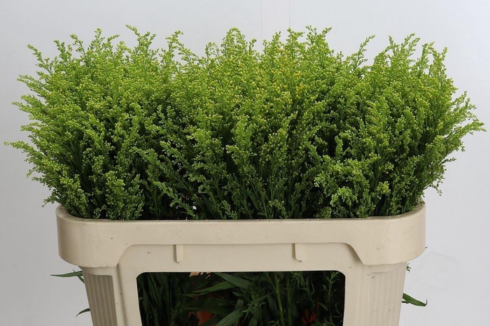 <h4>SOLIDAGO TARA GOLD SOLIDAGO TARA GO</h4>