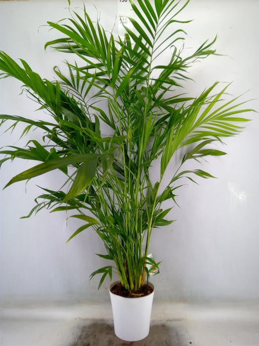 <h4>Chamaedorea cataractarum</h4>