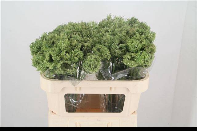 <h4>DAUCUS CAROTA DARA</h4>