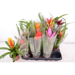 BROMELIA GEM 12 SRT