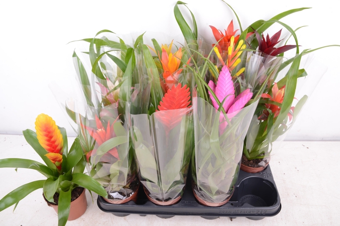 <h4>BROMELIA GEM 12 SRT</h4>