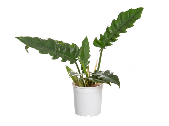 PHILODENDRON RING OF FIRE GREEN P15