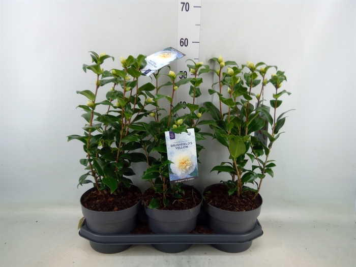 <h4>Camellia japonica 'Brushfield Yell'</h4>