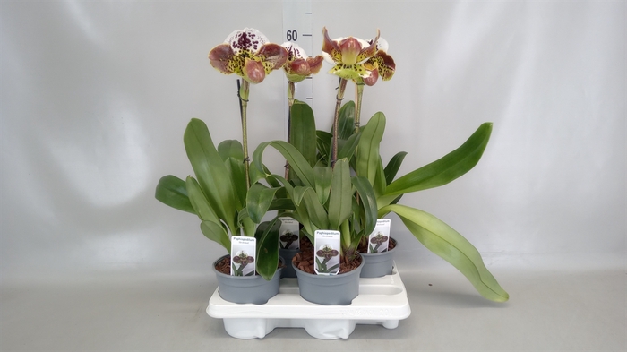 <h4>Paphiopedilum american hybride mix</h4>