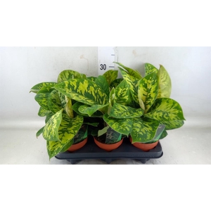 Homalomena wal. 'Camouflage'