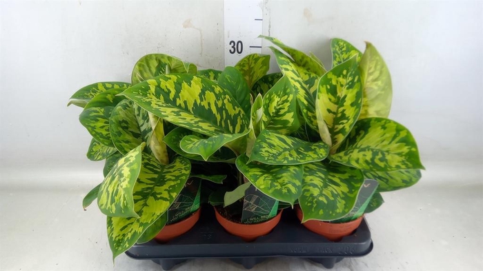 <h4>Homalomena wal. 'Camouflage'</h4>