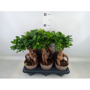 Ficus microcarpa 'Ginseng'