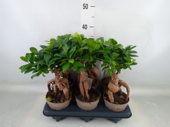 <h4>Ficus microcarpa 'Ginseng'</h4>