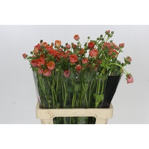 Ranunculus Natura Moderna Allegria