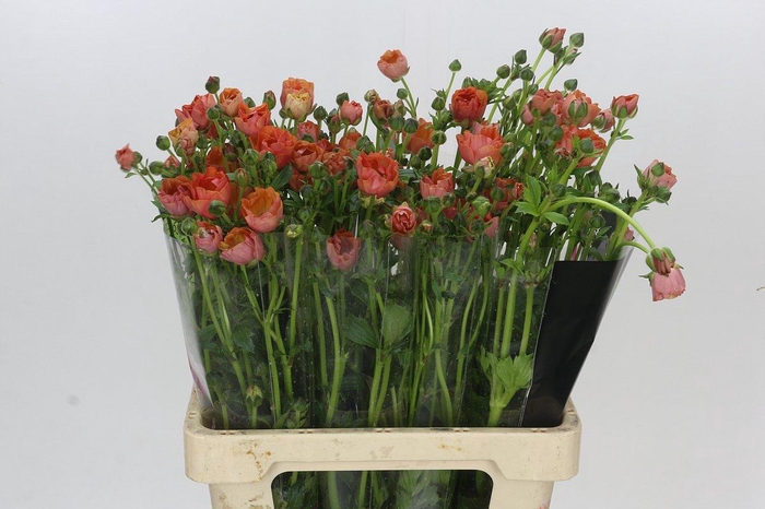 <h4>Ranunculus Natura Moderna Allegria</h4>