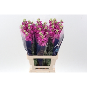 Matth Iron Rose Pink