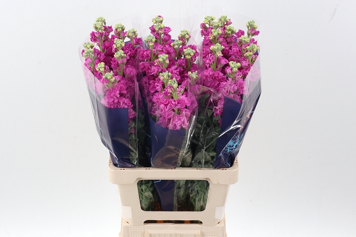 Matth Iron Rose Pink