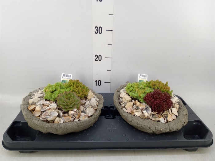 <h4>Arr.   Tuinplanten L%</h4>