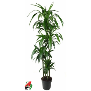 Dracaena Janet Craig 120-90-60-30