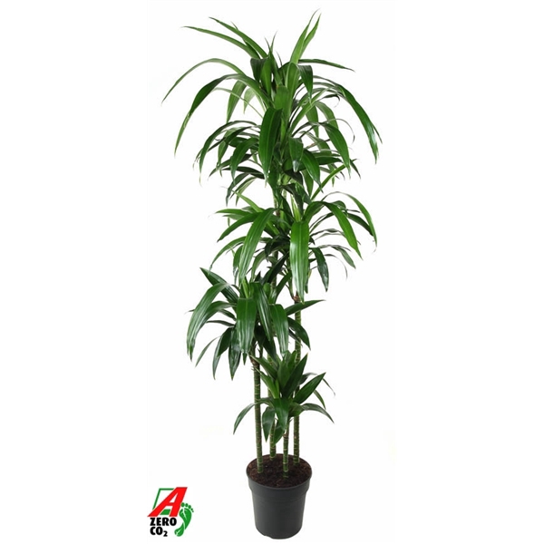 <h4>Dracaena Janet Craig 120-90-60-30</h4>