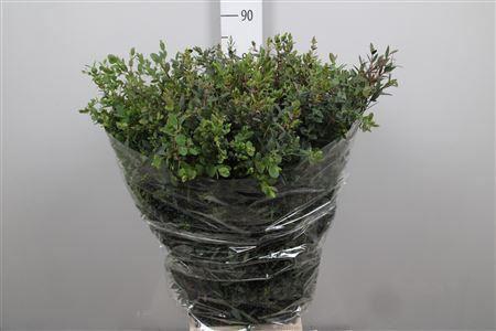 <h4>Euc Parvifolia Per Bunch 400 Gram Extra</h4>