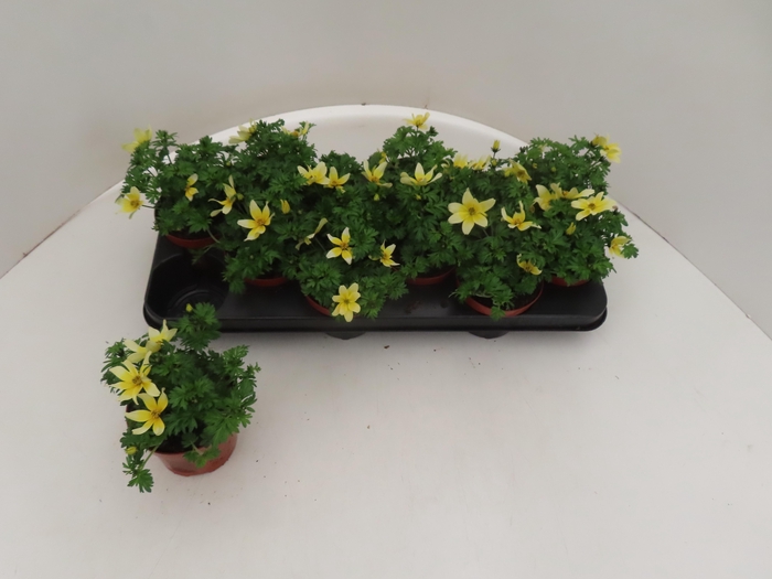 <h4>BID YELLOW CHARM</h4>