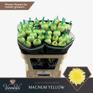 Chrysanten Chr G Magnum Yellow