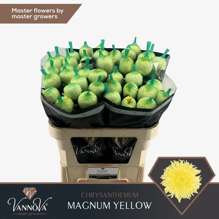 <h4>Chrysanten Chr G Magnum Yellow</h4>