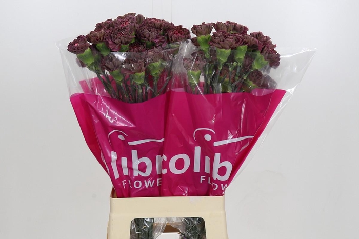 Dianthus St Copper Extasis