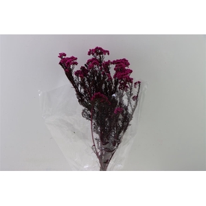 Dried Ozothamnus Fuchsia Bunch Slv