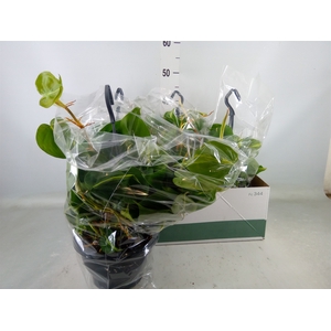 Philodendron scand. 'Brasil'