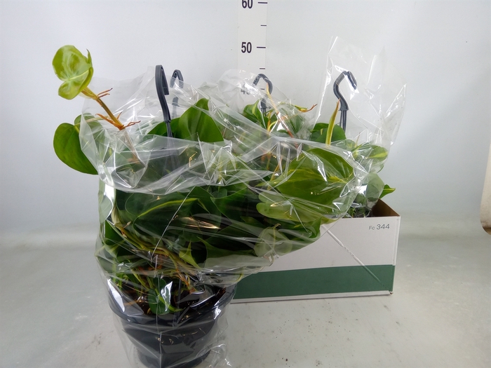 <h4>Philodendron scand. 'Brasil'</h4>