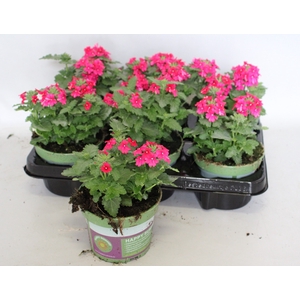 Verbena Neon Pink