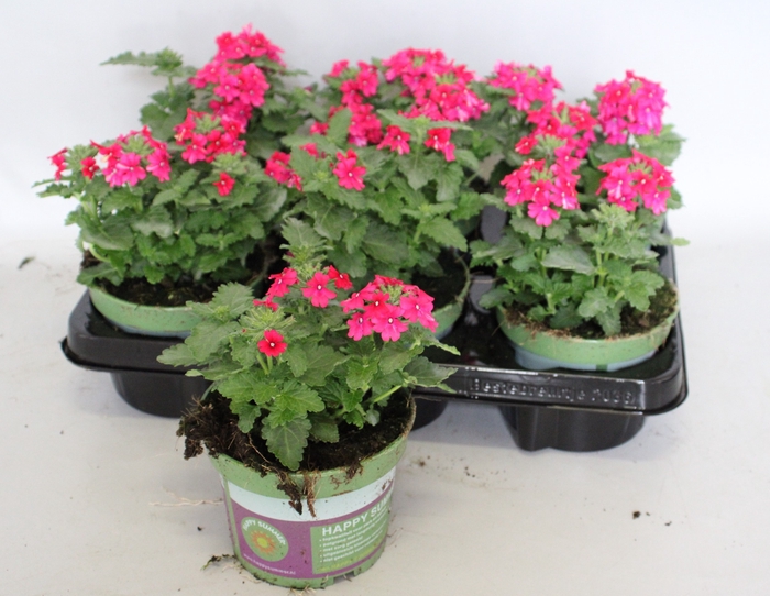 <h4>Verbena Neon Pink</h4>