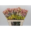 Blushing Bride Pink 10+ Flowers