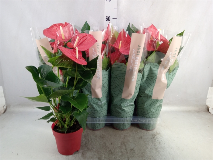 <h4>Anthurium andr. 'Minnesota'</h4>