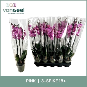 Phal Ov Roze