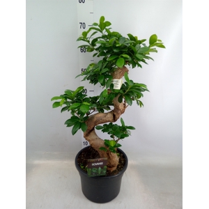 Ficus microcarpa 'Ginseng'