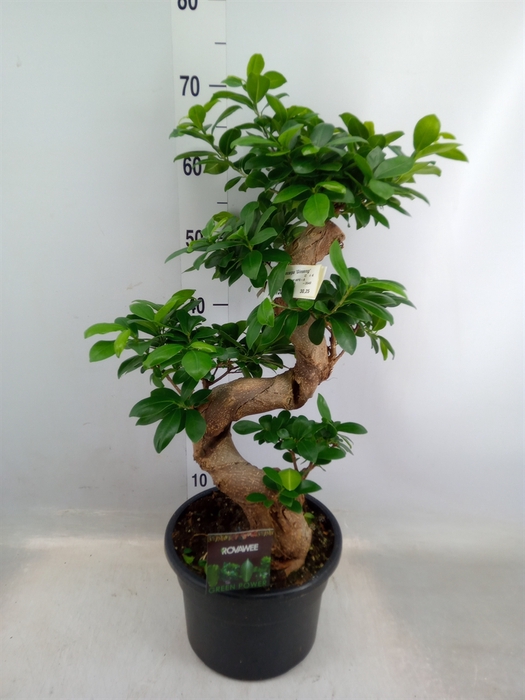 <h4>Ficus microcarpa 'Ginseng'</h4>