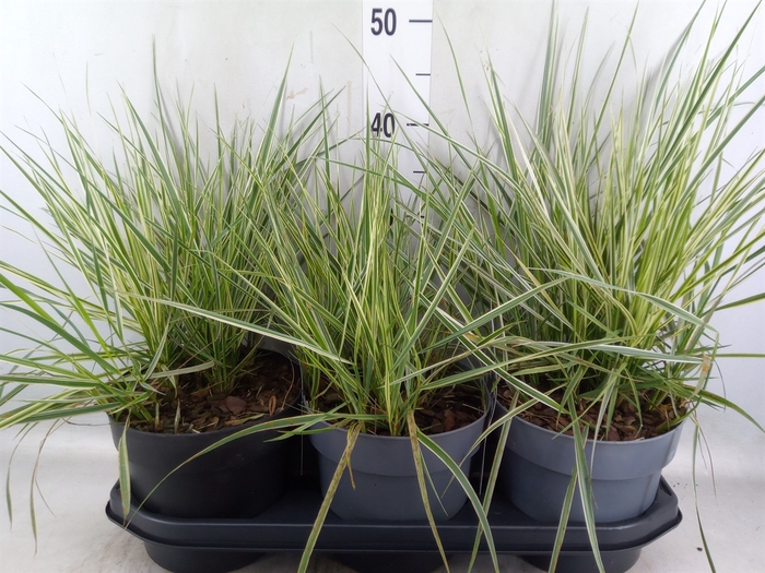<h4>Calamagrostis acutifl. 'Overdam'</h4>
