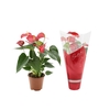 Anthurium Red Bull in Couture sleeve