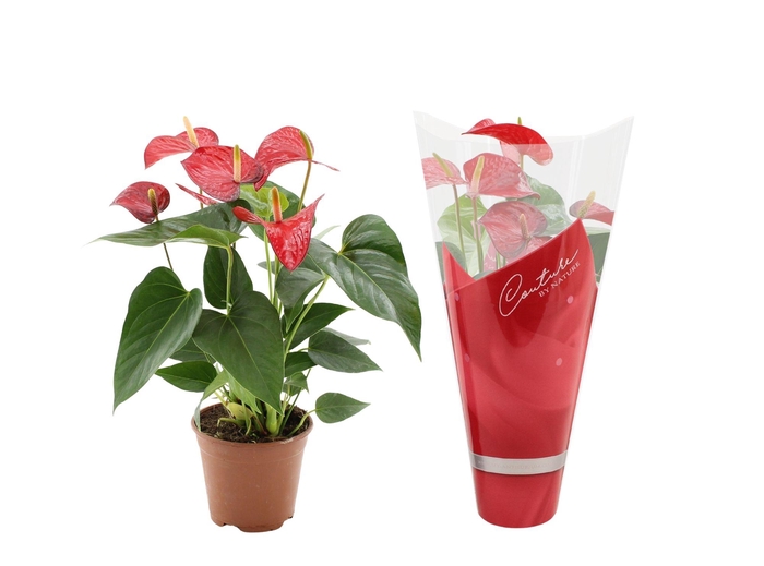Anthurium Red Bull in Couture sleeve