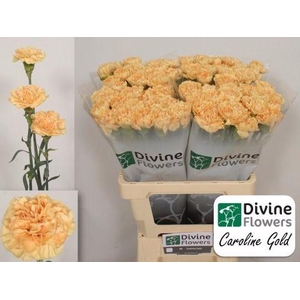 DI ST CAROLINE GOLD  Packet in a box