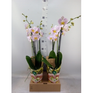 Phalaenopsis   ...rose